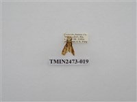 藏品(褐白豔苔蛾)的圖片